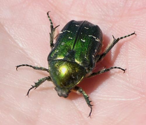 Cetonia aurata
